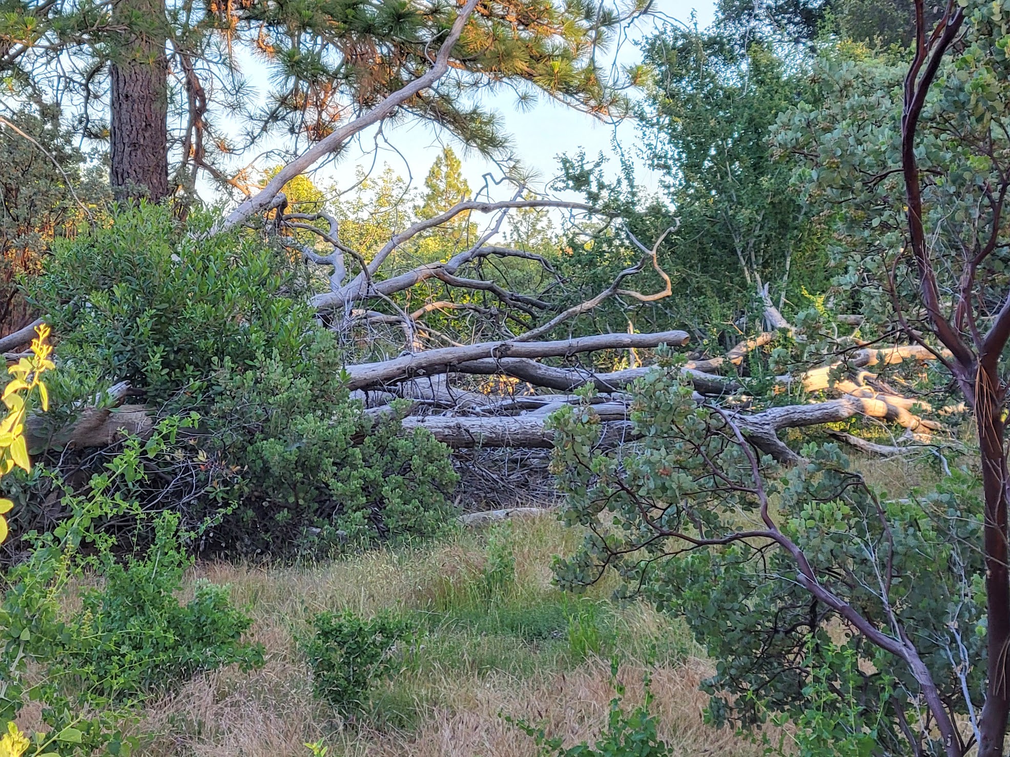 picture of a fallen tree in the woods